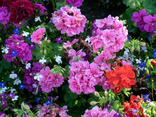 이스트 그린 스 테드 다채로운 꽃 디스플레이 — 스톡 사진