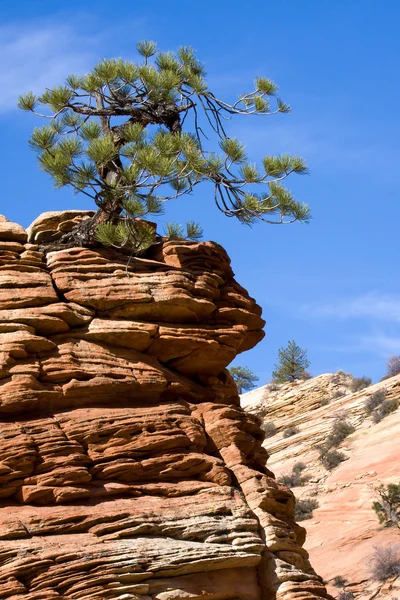 Stunted Tree on a Rocky Outcrop — Stock Photo, Image