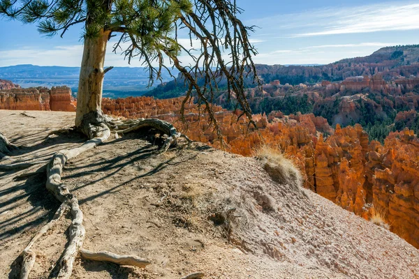 Tree Clinging to the Edge of Bryce Canyon — Stock Photo, Image
