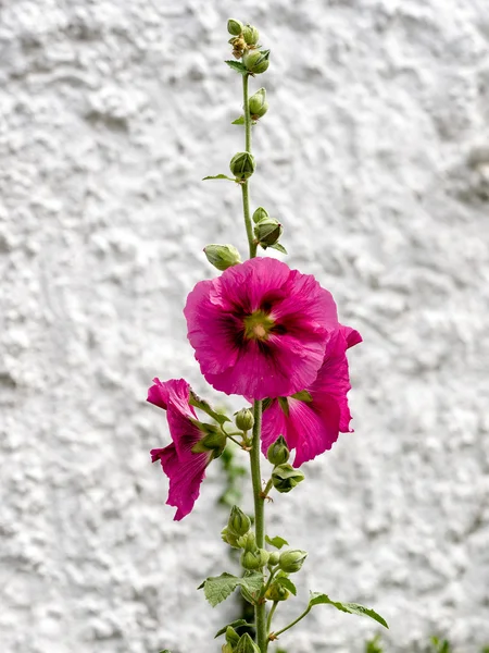 Hollyhock (kaasjeskruid) bloei in Southwold, Suffolk — Stockfoto