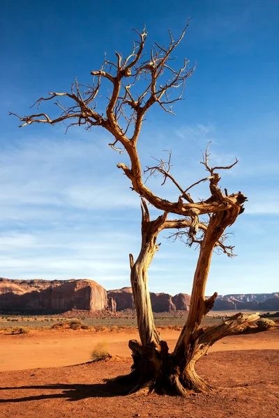 Albero con Gambe in Monument Valley — Foto Stock