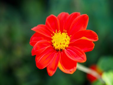Kırmızı Zinnia tam Bloom