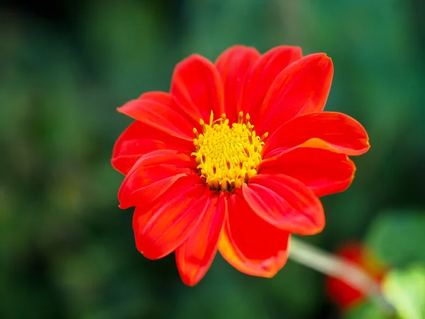 Red Zinnia in full bloom — Stock Photo, Image