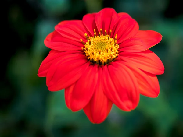 Red Zinnia in full bloom — Stock Photo, Image