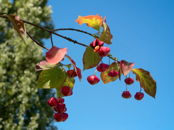 Дерево веретено с характерными плодами — стоковое фото