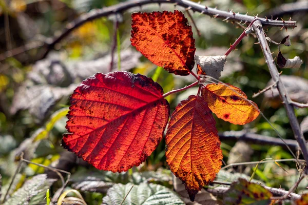 Close Some Blackberry Leaves Fallen Ground Sunlit Autumn Sunshine — Stock Photo, Image