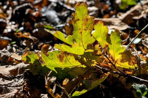 秋に地面に落ちたオークの葉 — ストック写真