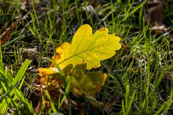 가을에 낙엽이 떨어진다 — 스톡 사진