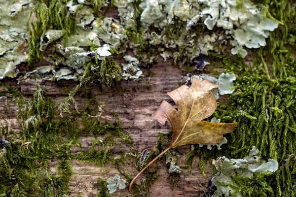 Padlý List Přilepený Dřevěném Plotě Pokrytém Mechem Lišejníkem Podzim — Stock fotografie