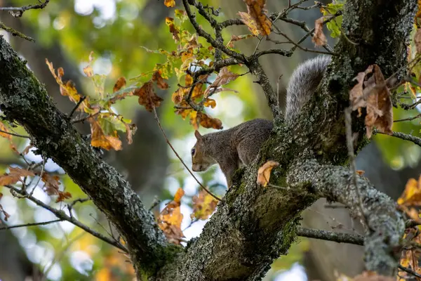 Esquilo Cinzento Sciurus Carolinensis Descansando Uma Árvore — Fotografia de Stock