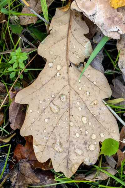 가을에 낙엽이 떨어진다 — 스톡 사진