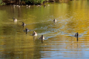 Kanada Kazları (Branta canadensis), Surrey 'de bir gölde gün ışığında yüzerler.