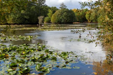 Kanada Kazları (Branta canadensis), Surrey 'de bir gölde gün ışığında yüzerler.