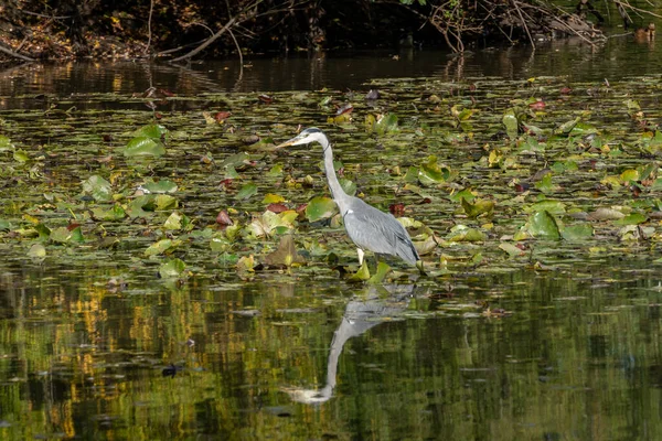 Grey Heron Wading Lake Looking Fish Lily Pads — Stock Photo, Image