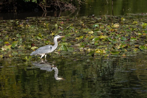 Grey Heron Wading Lake Looking Fish Lily Pads — Stock Photo, Image