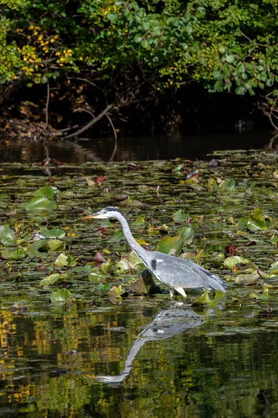 Airone Grigio Guadare Attraverso Lago Alla Ricerca Pesce Dai Cuscinetti — Foto Stock