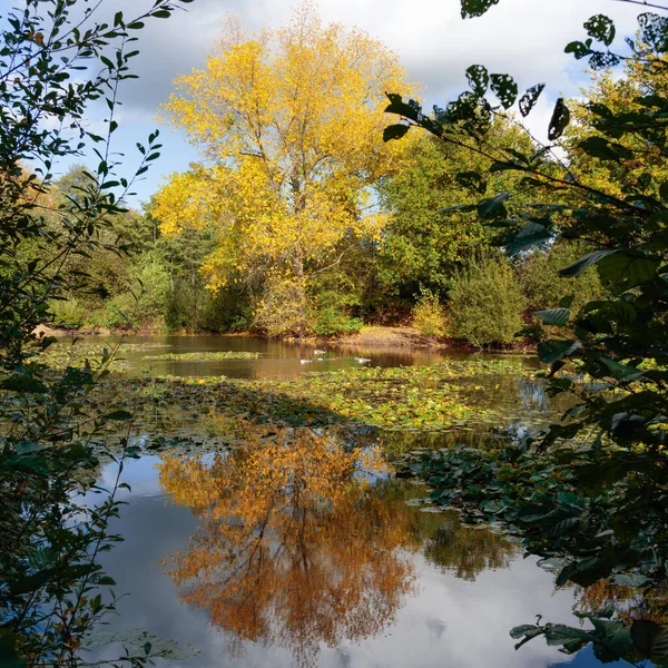 Reflections Sunny Autumn Day Lake Surrey — Stock Photo, Image