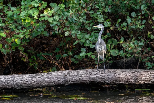 Garza Gris Pie Sobre Árbol Caído Junto Lago Surrey — Foto de Stock