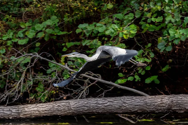 Garza Gris Volando Sobre Lago Surrey — Foto de Stock