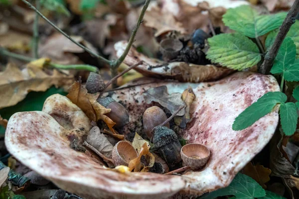 Regalpilz Auch Brackepilz Basidiomycete Genannt Wächst Auf Einem Umgestürzten Baum — Stockfoto