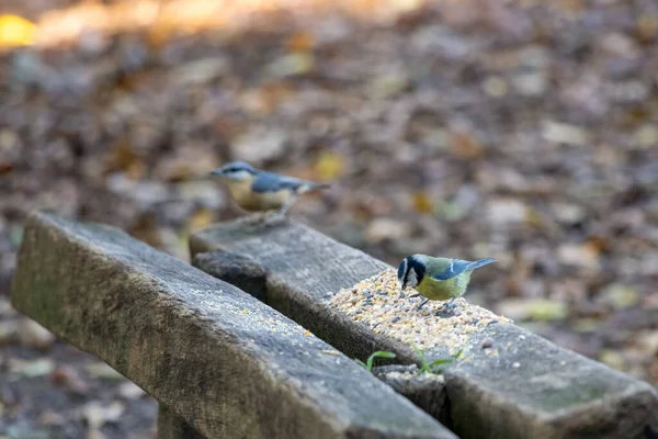 Blue Tit Feeding Seed Spread Wooden Seat — Zdjęcie stockowe