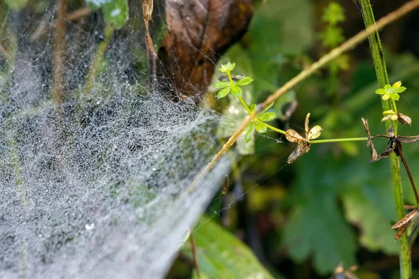 Ragni Webiders Ragnatela Scintillante Con Goccioline Acqua Dalla Rugiada — Foto Stock