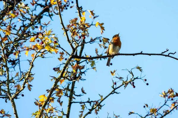 Robin Bir Sonbahar Gününde Hawthorn Ağacında Şarkı Söylüyor — Stok fotoğraf