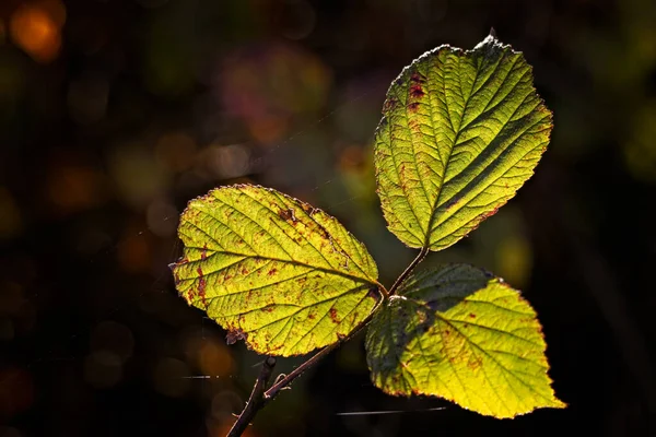 Close Some Blackberry Leaves Backlit Autumn Sunshine — Stock Photo, Image