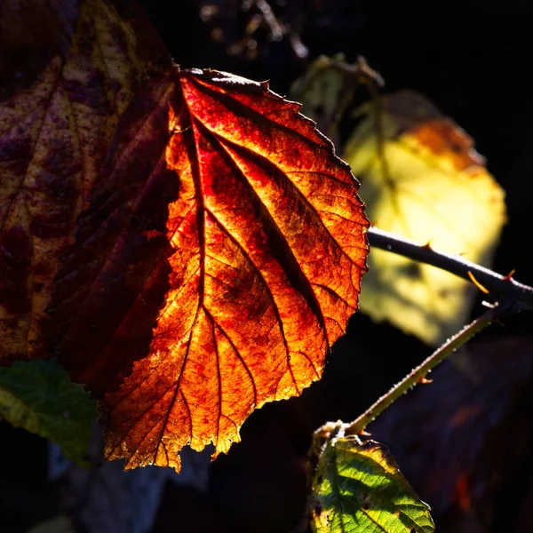 Close Some Blackberry Leaves Backlit Autumn Sunshine — Stock Photo, Image