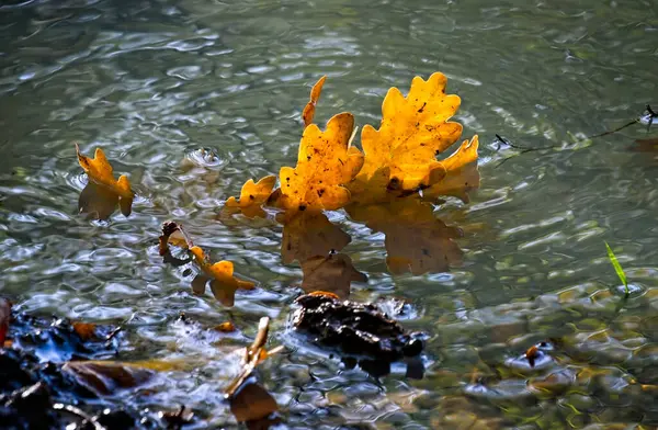 秋天的阳光照亮了池塘里的落叶 — 图库照片