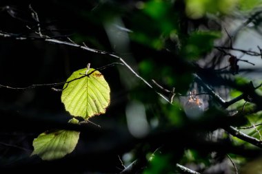 Alnus glutinosa (Alnus glutinosa) sonbahar güneşinde aydınlandı