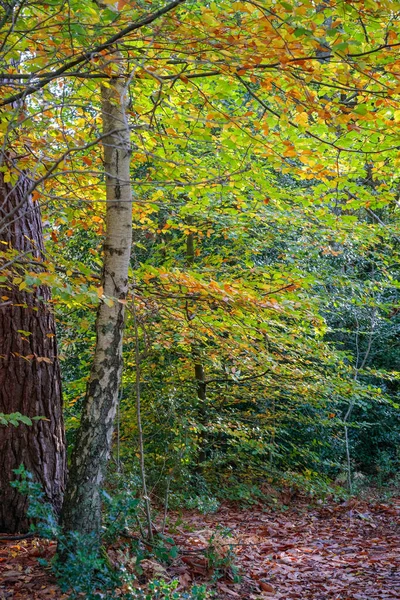 Herbstliche Farben Der Blätter Buchan Country Park — Stockfoto