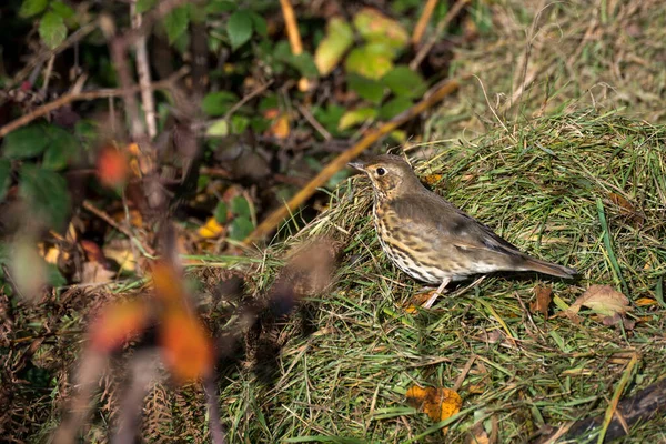Song Thrush Turdus Philomelos Standing Onsome Grass Cuttings — Stock Photo, Image