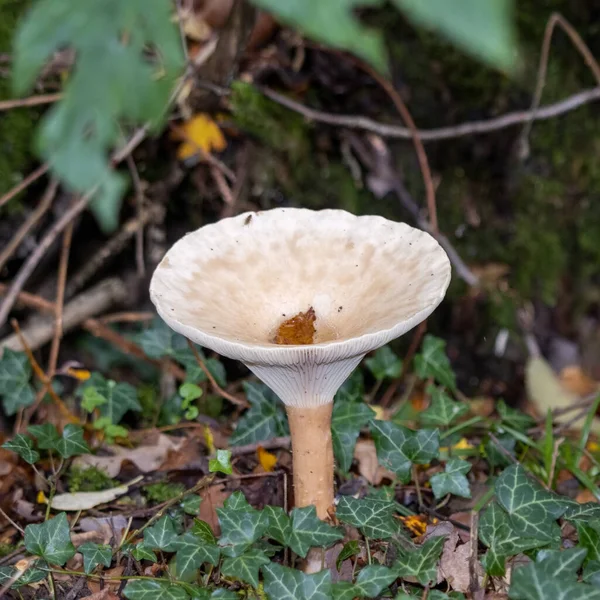 Trooptrechter Clitocybe Geotropa Lange Steel Paddestoel — Stockfoto