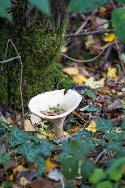 Trooptrechter Clitocybe Geotropa Lange Steel Paddestoel — Stockfoto