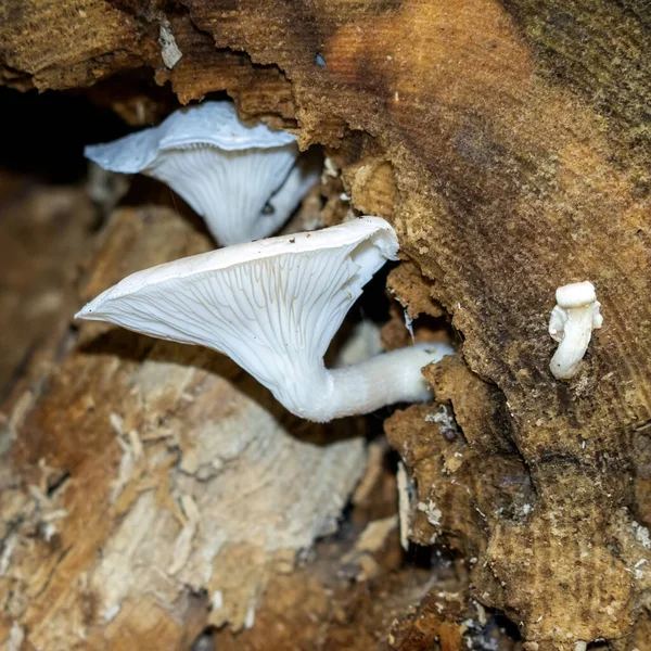 Weißer Pilz Wächst Auf Einem Morschen Baumstumpf — Stockfoto