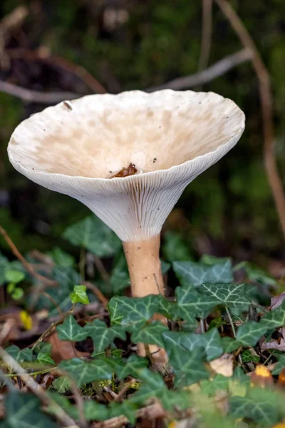 Embudo Tropa Clitocybe Geotropa Hongo Tallo Largo —  Fotos de Stock