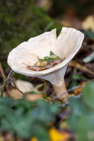 Embudo Tropa Clitocybe Geotropa Hongo Tallo Largo —  Fotos de Stock