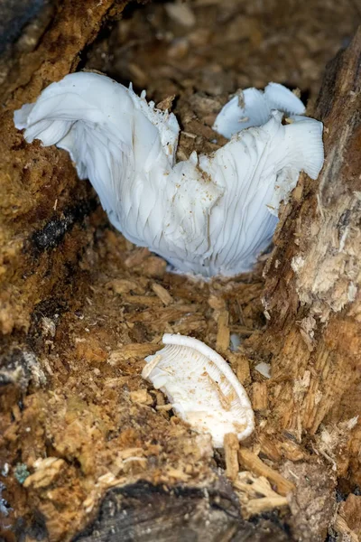 Weißer Pilz Wächst Auf Einem Morschen Baumstumpf — Stockfoto