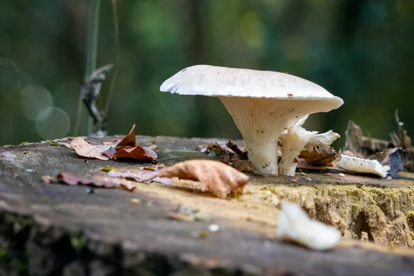 Champiñón Blanco Creciendo Tocón Árbol Podrido —  Fotos de Stock