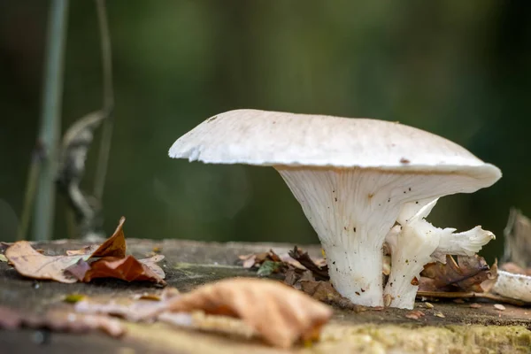 Champiñón Blanco Creciendo Tocón Árbol Podrido —  Fotos de Stock