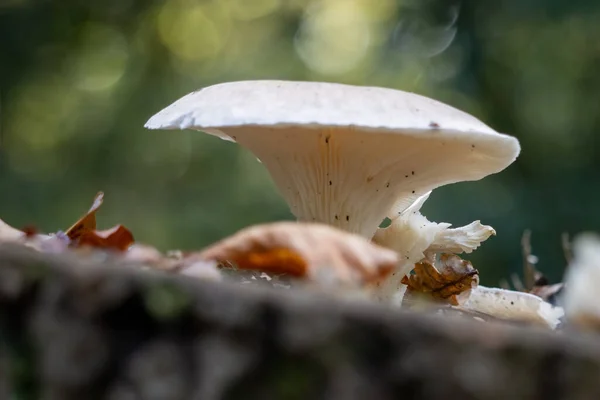 Witte Paddestoel Groeit Een Rottende Boomstronk — Stockfoto