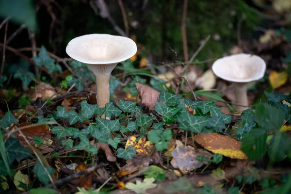 Военная Воронка Clitocybe Geotropa Длинным Стеблем Гриба — стоковое фото