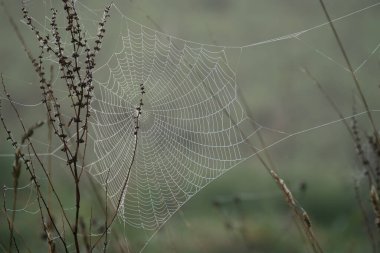 Örümcekler sonbahar çiğ tanelerinden su damlacıklarıyla parlıyorlar.