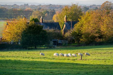 EAST GRINSTEAD, Batı SUSSEX / UK - 5 Kasım 2020 tarihinde Doğu Grinstead, Batı Sussex 'te koyun otlatma