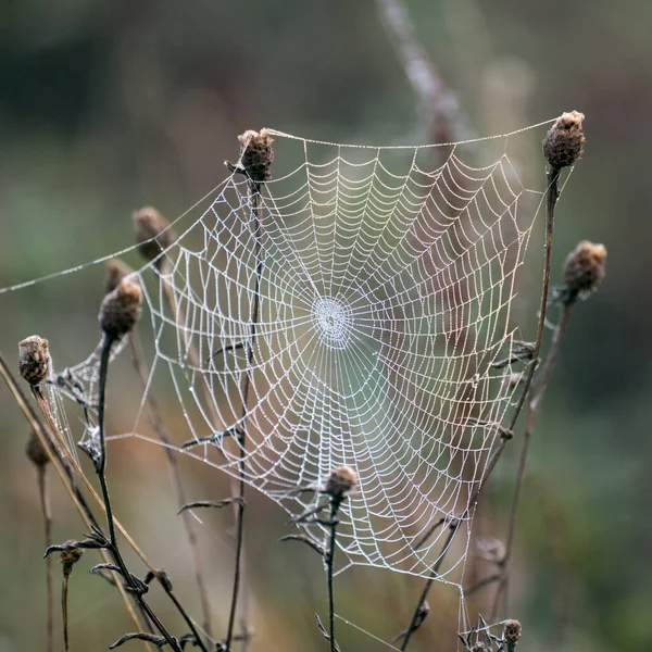 Ragnatela Ragni Luccicante Con Goccioline Acqua Dalla Rugiada Autunno — Foto Stock