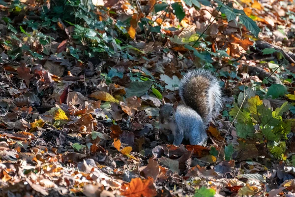 Szürke Mókus Sciurus Carolinensis Őszi Levelek Között — Stock Fotó