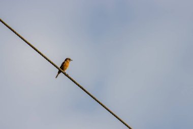 Telefon kablosunun üzerine tünemiş yaygın Whitethroat (Sylvia Communis)