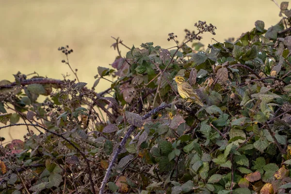 Желтуха Emberiza Citrinella Когтях Наслаждающихся Утренним Солнцем — стоковое фото