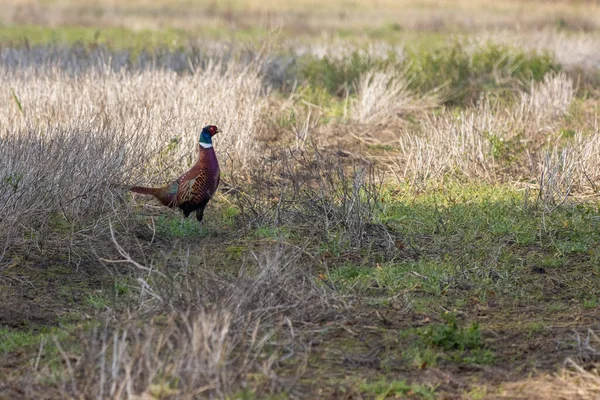 Common Pheasant Phasianus Colchicus Walking Harvested Field East Grinstead — Stock Photo, Image